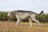 IRISH WOLFHOUND 158